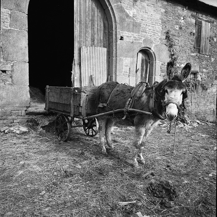 L'Ane à la ferme