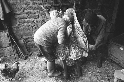 La journée du Cochon