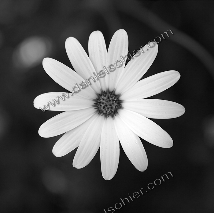 Création Noir&Blanc