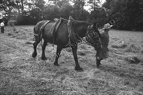 Reportage sur les foins