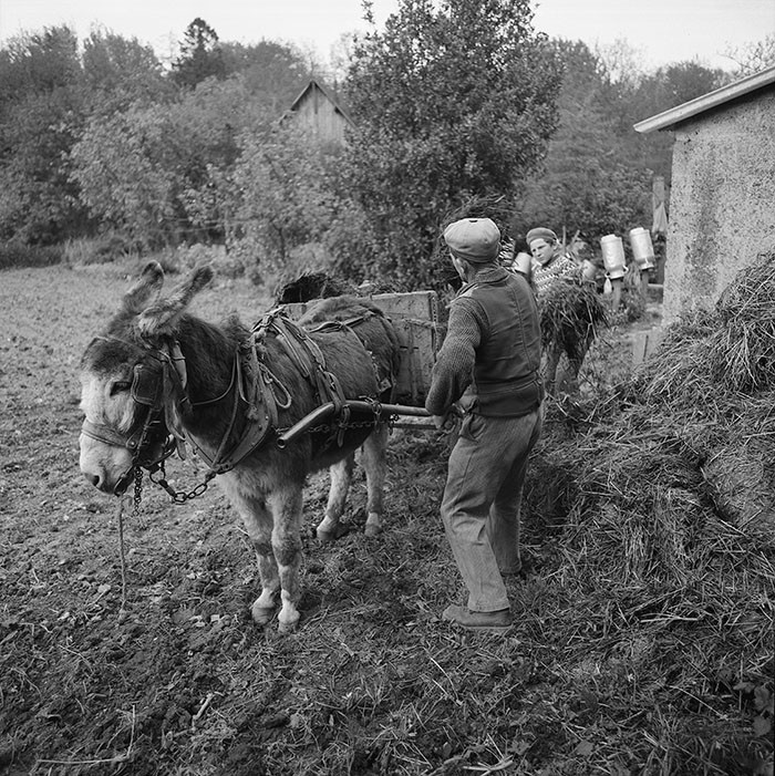 Le champ derrière la ferme