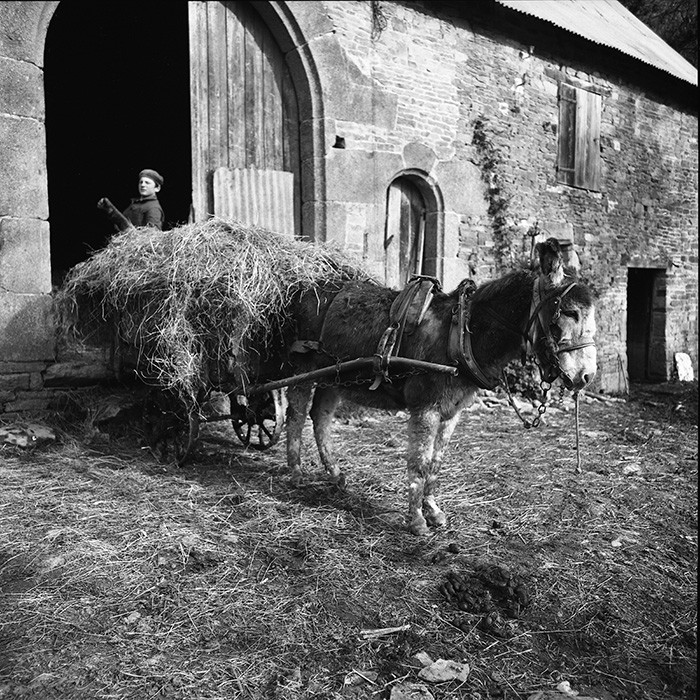 L'Ane à la ferme