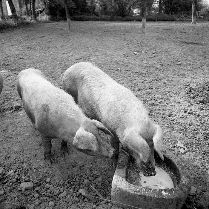 Reportage argentique