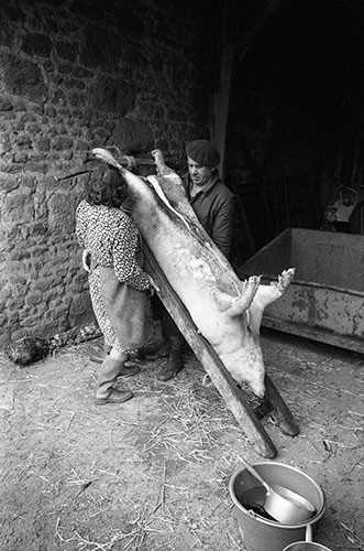 La journée du Cochon