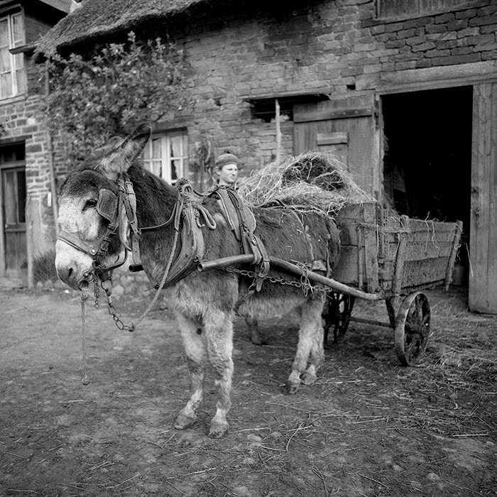 L'Ane à la ferme