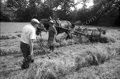 Reportage sur les foins