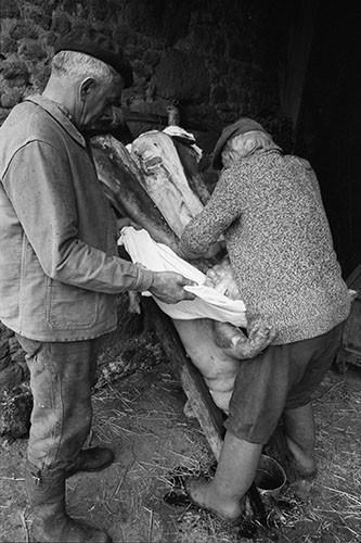 La journée du Cochon