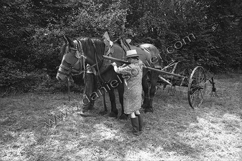 Reportage sur les foins