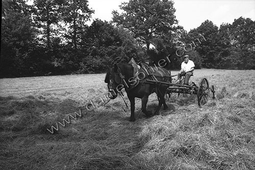 Reportage sur les foins