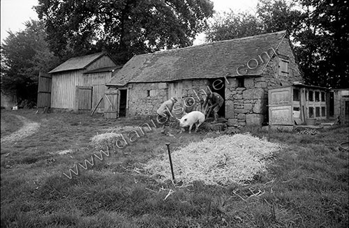 La journée du Cochon